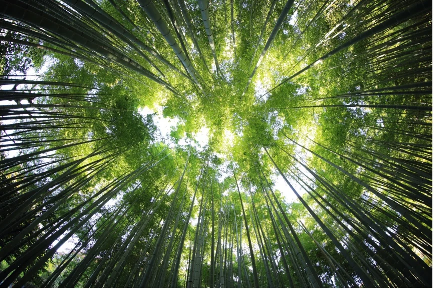 Advancing the European Forest Bioeconomy (Client: European Forest Institute)