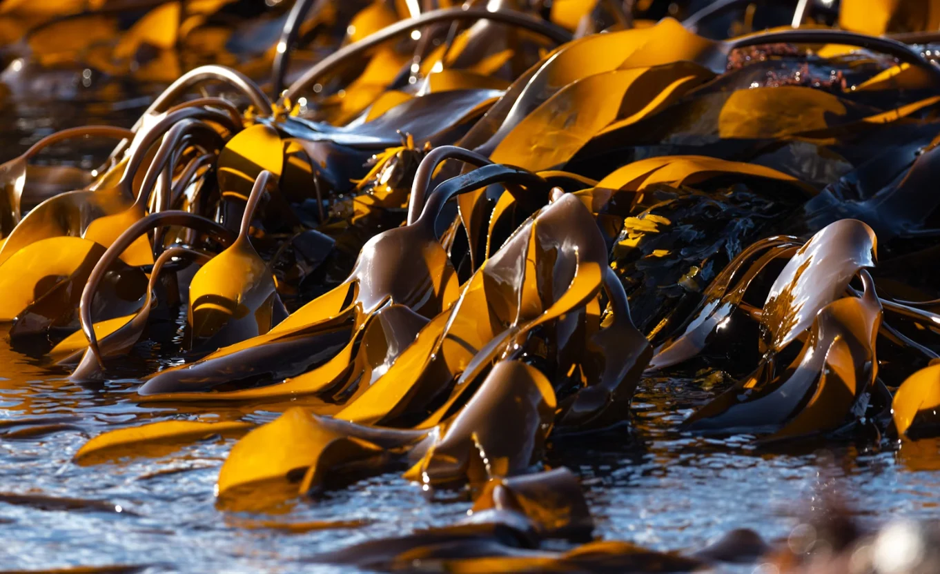 Driving Investments and Scale in Seaweed (Client: Global Seaweed Coalition)