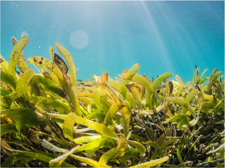 Case Study: Driving Investments and Scale in Seaweed