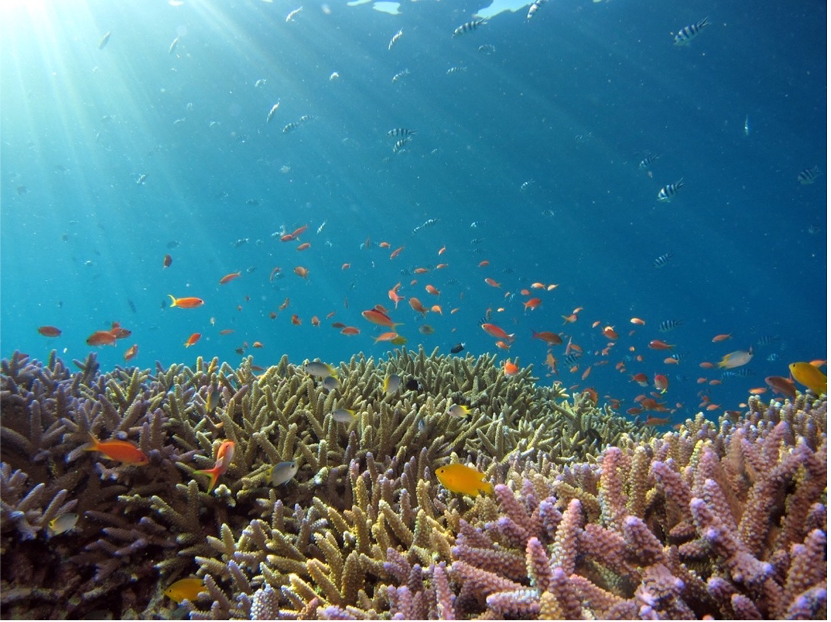 Case Study: Global Fund for Coral Reefs - Ubuntoo